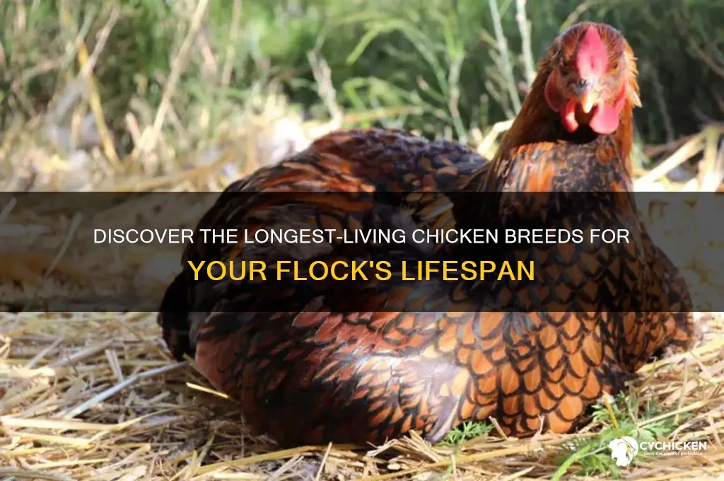 what breed of chicken lives the longest