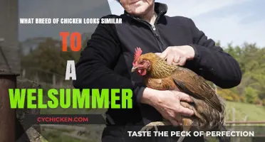 Discovering Chicken Breeds: Look-alike Cousins of Welsummers