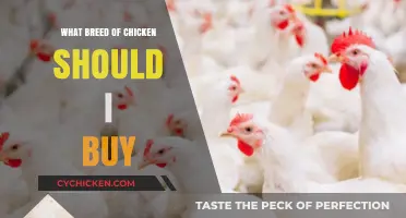 Choosing the Perfect Chicken Breed: A Beginner's Guide to Buying Chickens