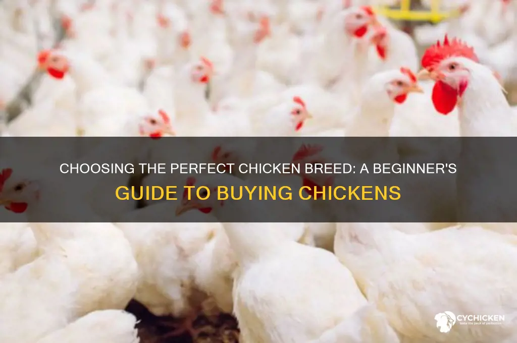 what breed of chicken should i buy