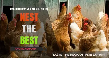 Best Chicken Breeds for Broody Hens