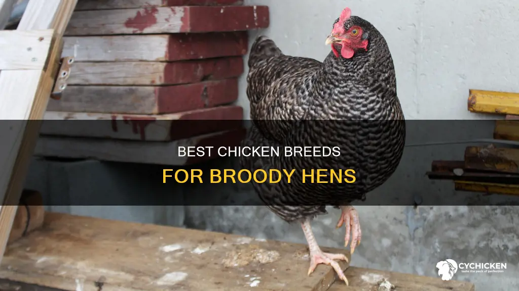 what breed of chicken sits on the nest the best