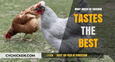 Discover the Most Delicious Chicken Breed for Your Table