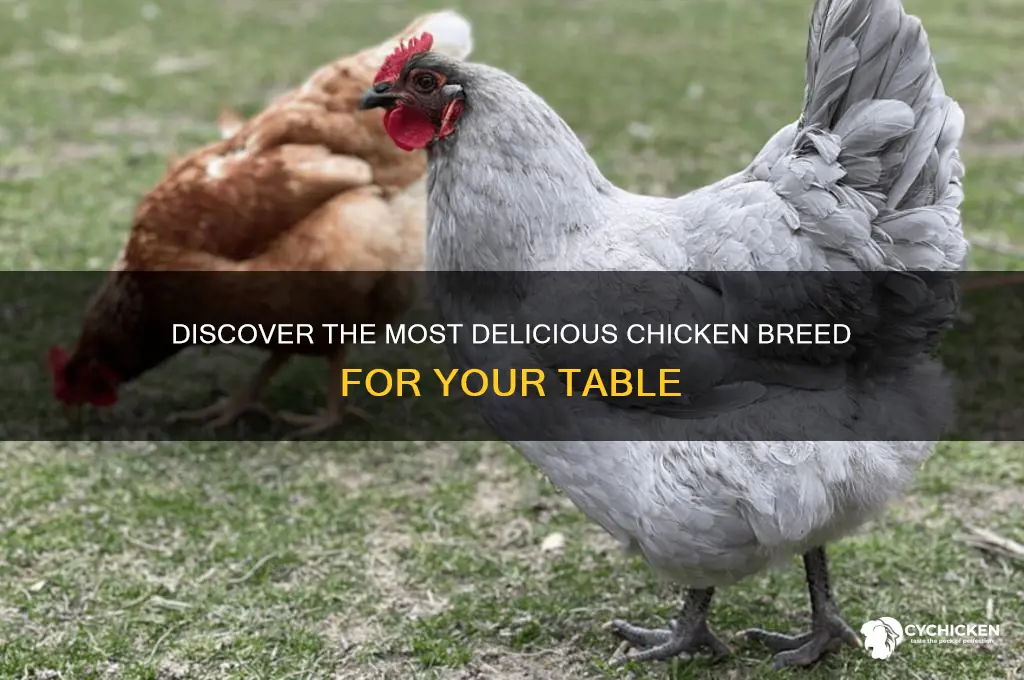 what breed of chicken tastes the best