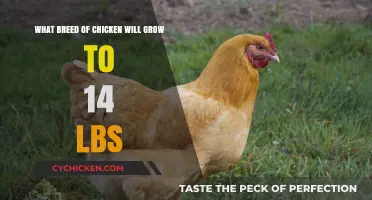 Biggest Chicken Breeds: Hens and Roosters Weighing Over 14 Pounds