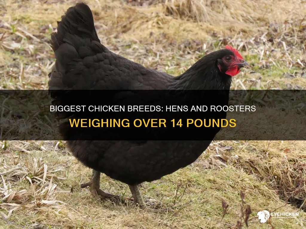 what breed of chicken will grow to 14 lbs