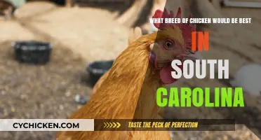 Best Chicken Breeds for South Carolina's Climate