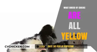 All-Yellow Chicks: Discovering the Popular Breeds Behind the Color