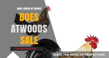 Exploring Atwood's Selection: Which Chick Breeds Are Available?