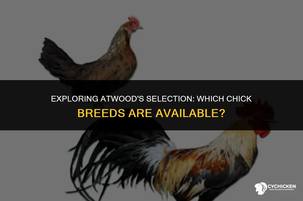 what breed of chicks does atwoods sale