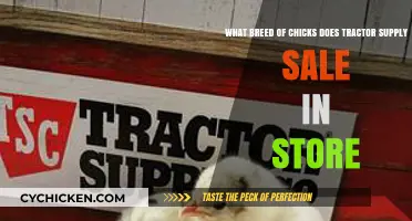 Tractor Supply's In-Store Chick Selection: A Guide to Breeds Available