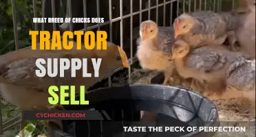 Tractor Supply's Chick Breeds: A Guide to Their Poultry Offerings