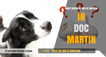 Doc Martin's Chicken: What Dog Breed Is It?