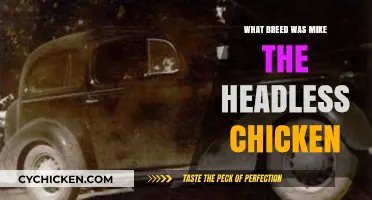 The Astonishing Story of Mike: The Headless Chicken's Breed