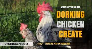 Unveiling the Dorking Chicken's Genetic Legacy: Breeds It Influenced