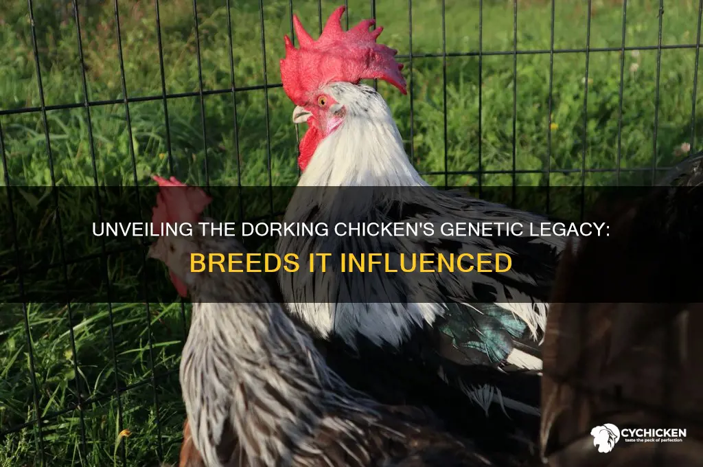 what breeds did the dorking chicken create