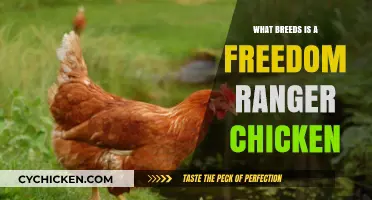 Freedom Ranger Chickens: Unveiling Their Unique Breeds and Characteristics