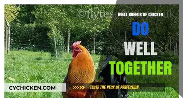 Best Chicken Breeds for Harmonious Flocks: Mixing Breeds Successfully