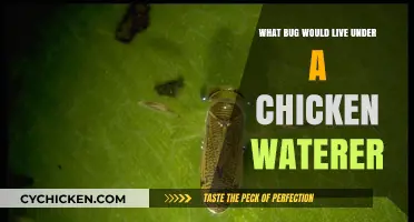 Unseen Pests: What Bugs Lurk Beneath Chicken Waterers?