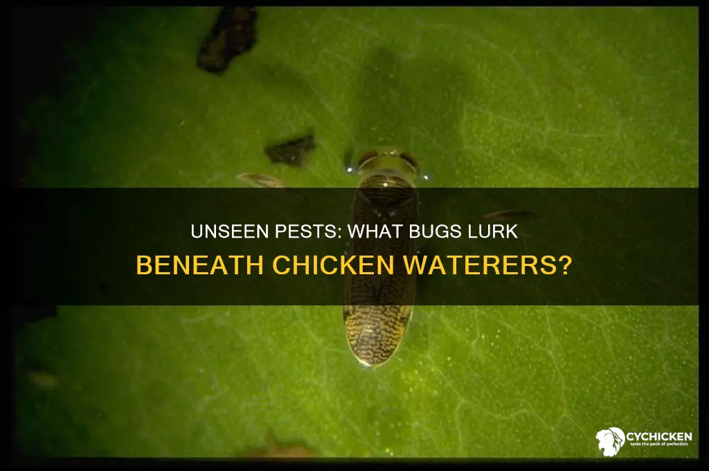 what bug would live under a chicken waterer
