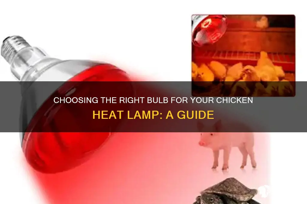 what bulb should ise gor chicken heat lanp