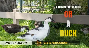 Chicken or Duck: Unraveling the Age-Old Evolutionary Mystery