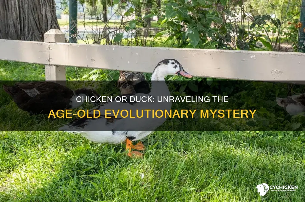 what came first a chicken or a duck