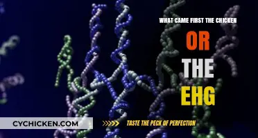 Unraveling the Mystery: Chicken or Egg, Which Came First?