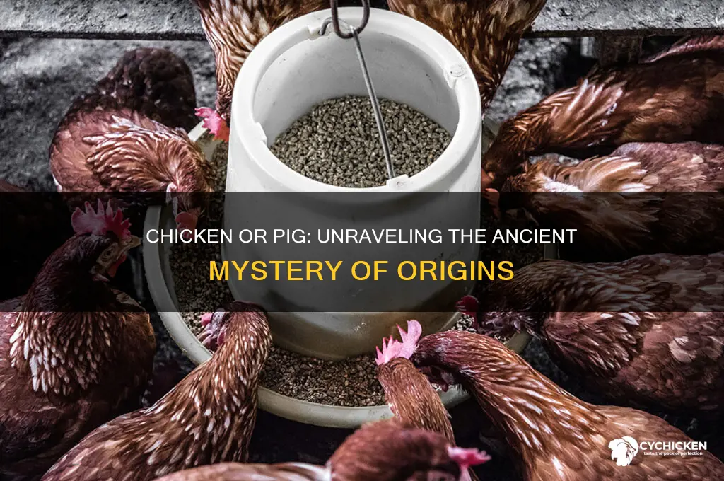 what came first the chicken or the pig