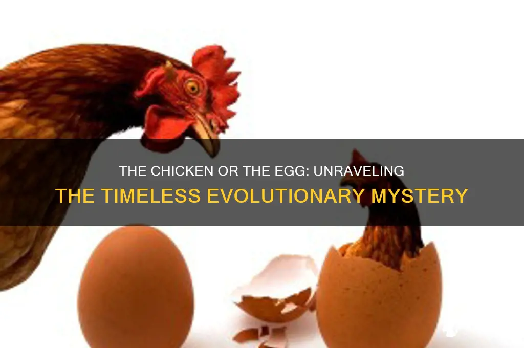 what came first the chicken or the wgg