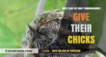 Hummingbird Parenting: Nurturing Chicks to Fledgling Independence