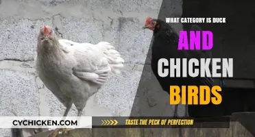 Classifying Poultry: Understanding the Bird Categories of Ducks and Chickens