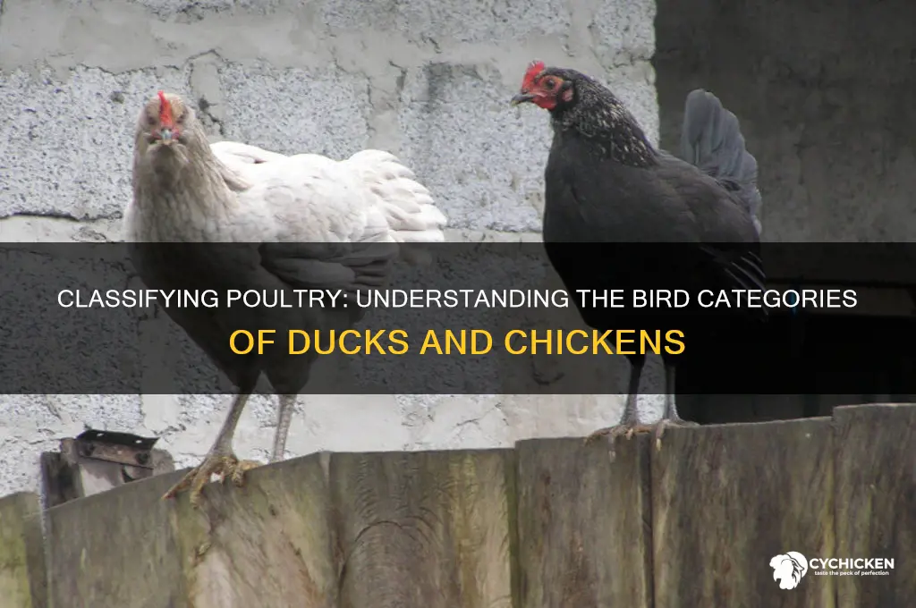 what category is duck and chicken birds