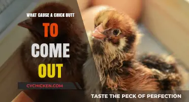 Why Does a Chick's Vent Protrude? Understanding the Causes