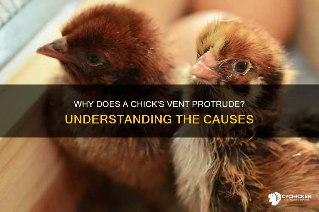what cause a chick butt to come out