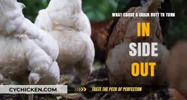 Chicks' Butt Health: What's the Reason for Turning Inside Out?