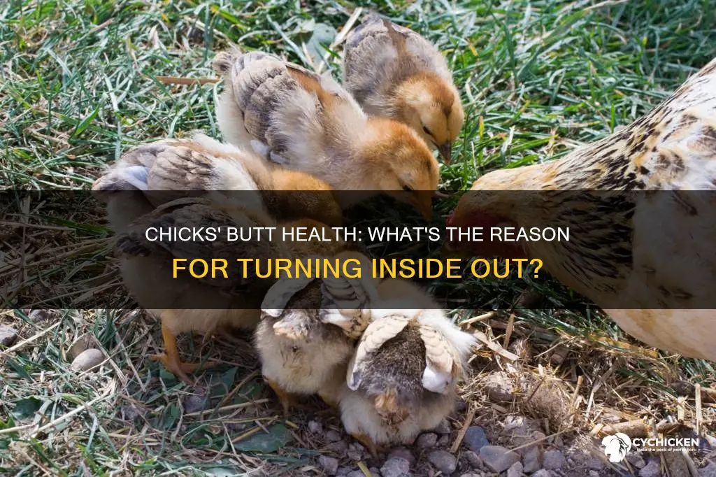 what cause a chick butt to turn in side out