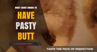 Understanding Pasty Butt: Causes and Prevention in Baby Chicks