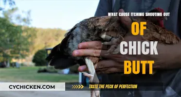 Why Chickens Itch and Shout: Uncovering the Cause of Vent Discomfort