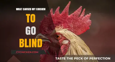 Understanding the Causes of Sudden Blindness in Your Chicken