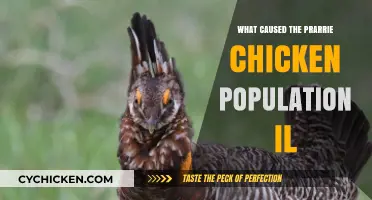 Decline of Prairie Chickens in Illinois: Causes and Conservation Efforts