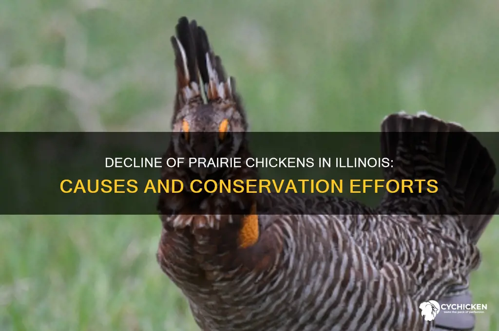 what caused the prarrie chicken population il