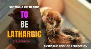 Chick Care: Why Are My Chicks So Tired?