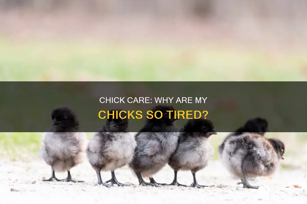what causes 8 week old chicks to be lathargic