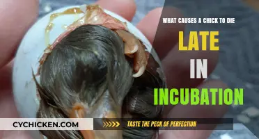 Incubation Challenges: Chick Death and Solutions