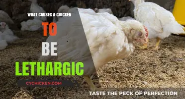 Understanding Lethargy in Chickens: Common Causes and Solutions