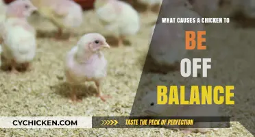 Why Chickens Lose Balance: Common Causes and Solutions Explained
