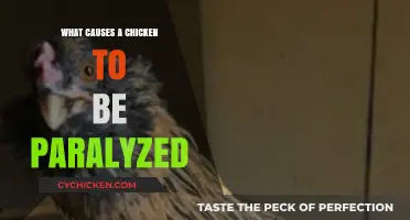 Understanding Chicken Paralysis: Causes and Prevention for Healthy Flocks