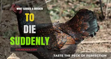 Sudden Chicken Death: Uncovering Common Causes and Prevention Tips