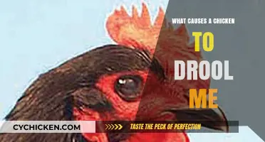 Why Chickens Drool: Understanding the Surprising Causes and Solutions